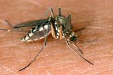 Foto: El ECDC insta a reforzar la vigilancia y el control de mosquitos ante el avance del virus del Nilo Occidental en Europa