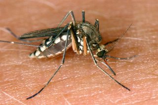 Archivo - Imagen de recurso de un mosquito.
