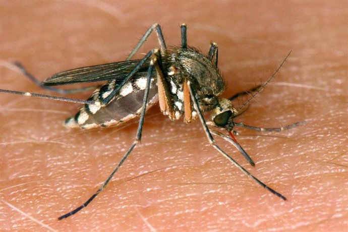 Archivo - Imagen de recurso de un mosquito.