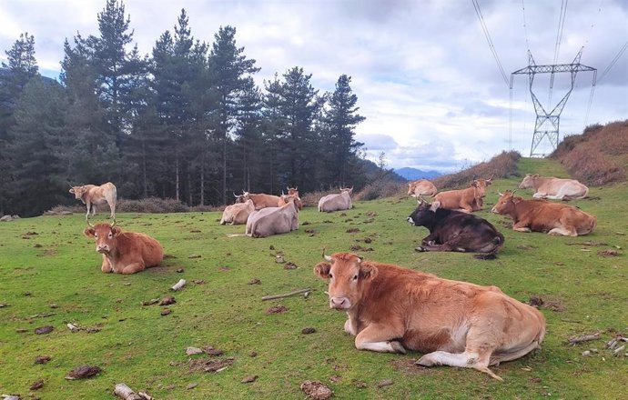 Archivo - Vacas en un monte de Euskadi