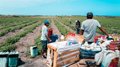 Siete de cada diez trabajadores peruanos siguen en la informalidad, según un estudio de UNIR