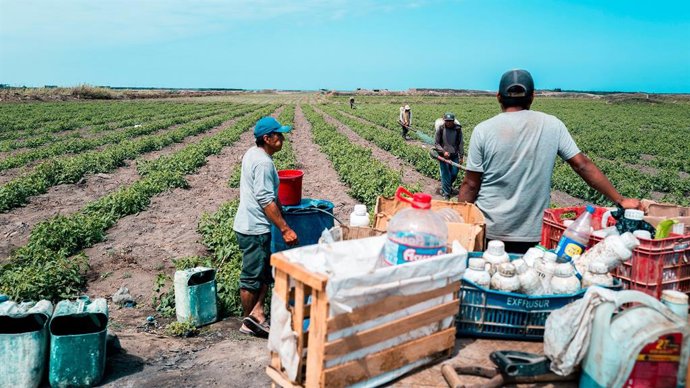 Trabajadores del campo peruanos