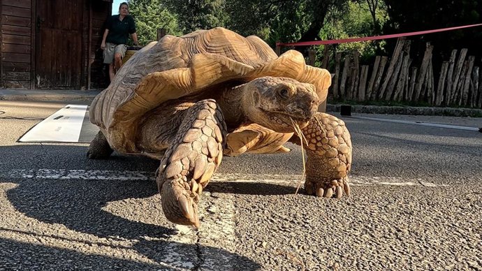 Pesquisadores da UC analisam pegadas de tartaruga para interpretar rastros de animais de 250 milhões de anos atrás