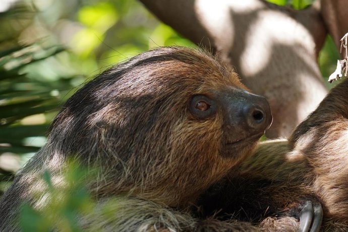 El perezoso, protagonista en Bioparc Fuengirola en su día mundial