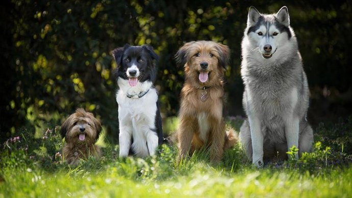 La ciutat de València celebra la Fira dels Animals amb exhibicions i activitats per a tota la família. Imatge de gossos. 