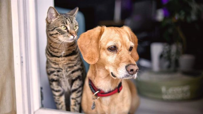 Línea Directa lanza un nuevo Seguro para Mascotas con un plan veterinario completo