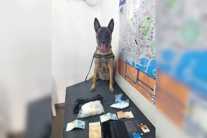 Imatge de la gossa Kata, de la Unitat Canina de la Policia Local d'Alacant, junt amb efectes intervinguts pels agents