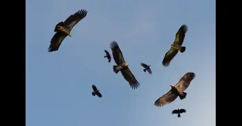 Científicos demuestran que volar es la forma más eficiente de movimiento en vertebrados