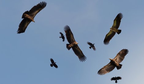 notibrasil sociedade