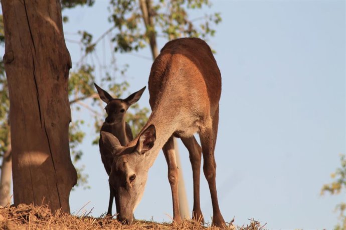 Terra Natura Murcia ha incorporado dos nuevas crías de ciervo, ambas hembras, nacidas recientemente en sus instalaciones