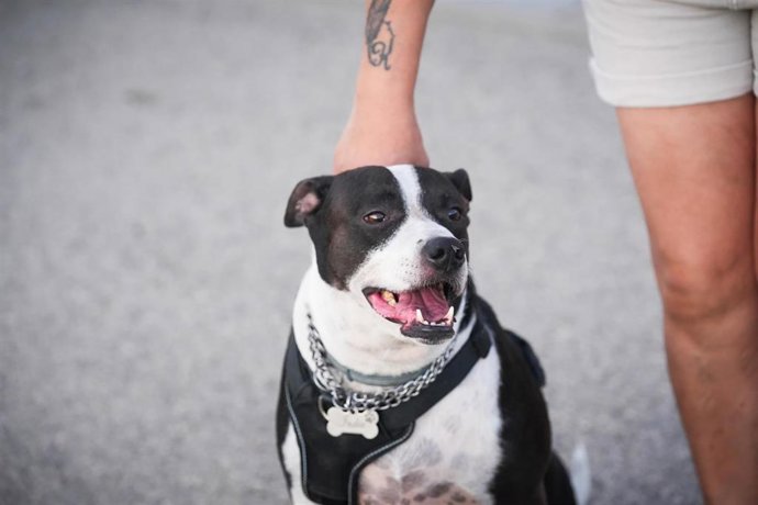 Un perro es sujetado por su dueño