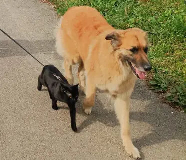 Un perro y un gato de paseo