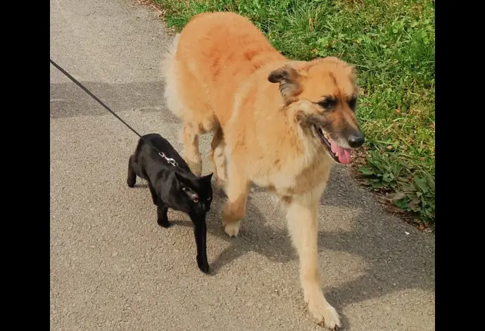 Un perro y un gato de paseo
