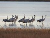 Foto: La Reserva Natural Dirigida de la Laguna de Gallocanta comienza la temporada de la migración de la grulla