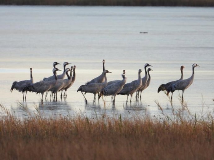 Grullas en la Reserva Natural Dirigida de la Laguna de Gallocanta.