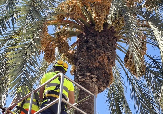 Retirada de dátiles de las palmeras en Huelva.