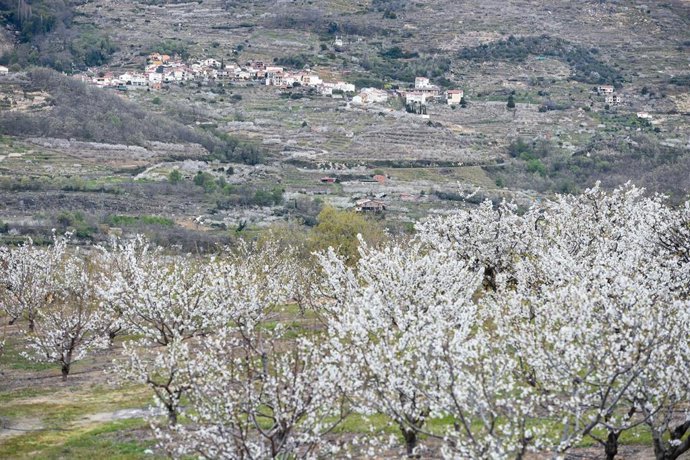 Archivo - Imagen de archivo de varios árboles de cerezo durante su floración en el Valle del Jerte