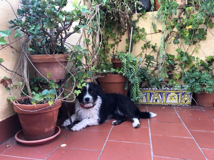 Un perro de familia en una vivienda de Huelva.
