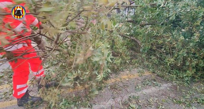 Archivo - Árbol caído en Gandia por el temporal de lluvia