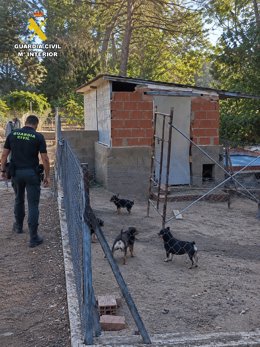 Criaderos de perros clandestinos.