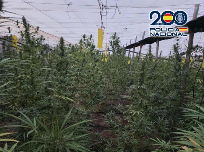 Invernadero con marihuana en Matagorda, en El Ejido (Almería).
