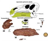Foto: Una investigación estudia los cambios asociados al desarrollo del cránero del dinosaurio Iguanodon