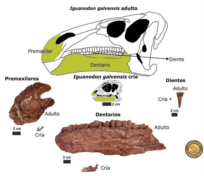 Comparación de algunos de los fósiles del cráneo de las crías y adultos de 'Iguanodon galvensis'.