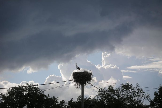 Archivo - Imagen de archivo de una cigüeña blanca posada en su nido, en un poste. 