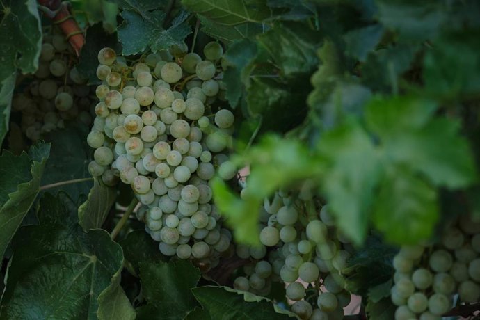 Archivo - Un racimo de uvas  