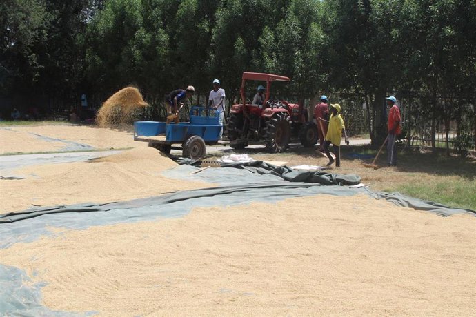 Archivo - Agricultores en la aldea de Midekin, en la región de Hadjer-Lamis, Chad