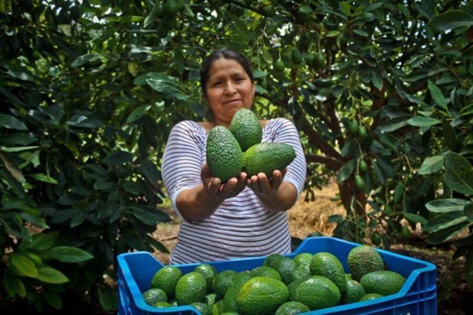 Perú.- Sector agropecuario en el Perú se recupera y crece 3.4% en agosto