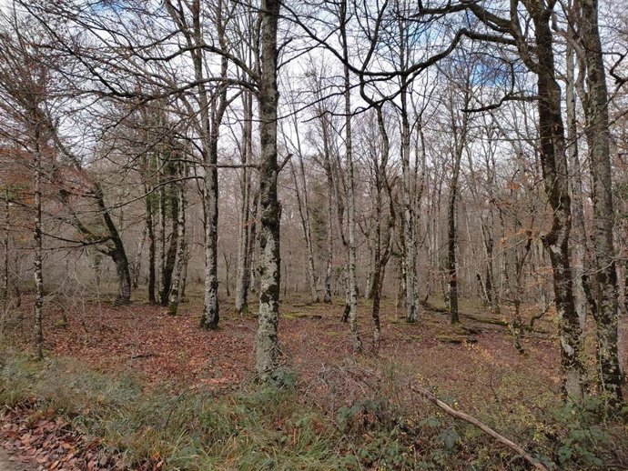 Archivo - Gobierno Vasco destina 400.000 euros a las agrupaciones de personas productoras agrarias y forestales 