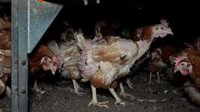Gallinas enfermas, cadáveres y huevos con ácaros: denuncian una nueva 'granja de los horrores' en Mallorca