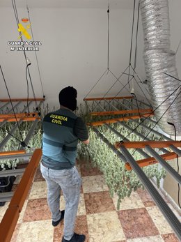 Un agente inspecciona una plantación de marihuana en el interior de un inmueble de la provincia de Almería.