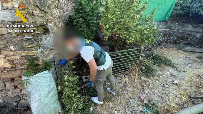 Plantaciones de marihuana desmanteladas en Sevilla