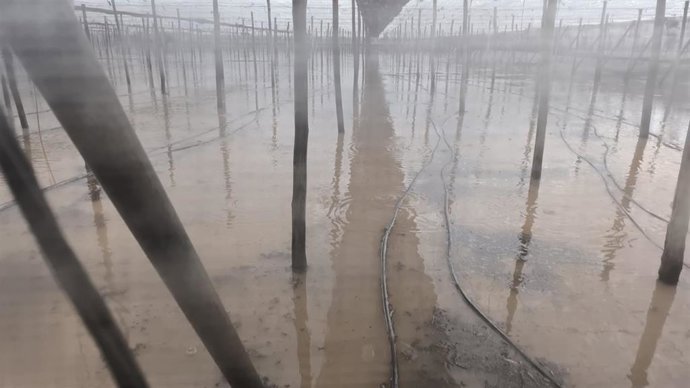 Un invernadero inundado por las lluvias de la dana Adam en el Poniente de Almería.