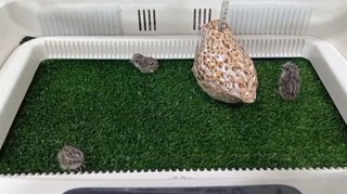 Polluelos de los primeros torillos andaluces (Turnix sylvaticus sylvaticus), una especie extinguida en España, y que han nacido en el Zoobotánico de Jerez de la Frontera (Cádiz)