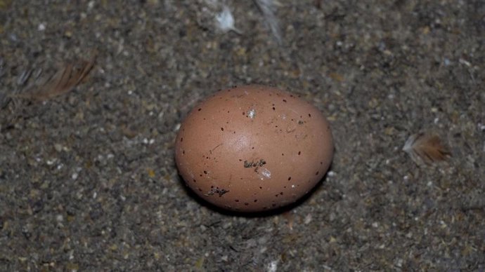 Un huevo con ácaros en la granja avícola denunciada en Manacor.