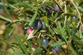 Foto: Organizaciones agrarias instan a Planas a implicarse en la aplicación de la norma del aceite de oliva