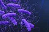 Foto: Una investigación descubre los mecanismos que activan a la superbacteria 'Clostridioides difficile'
