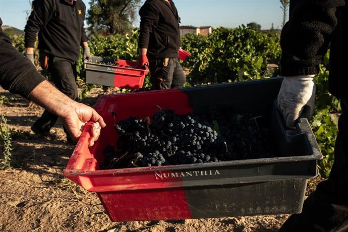 Archivo - Vendimia en Bodega Numanthia