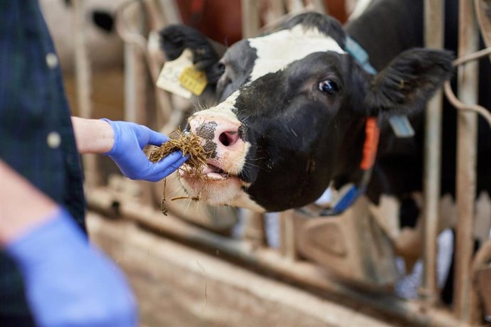 Archivo - Imagen de archivo de una vaca comiendo.