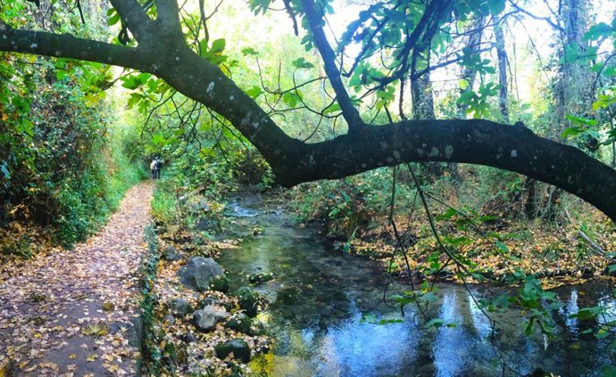 Archivo - Sendero en El Bosque en Cádiz.