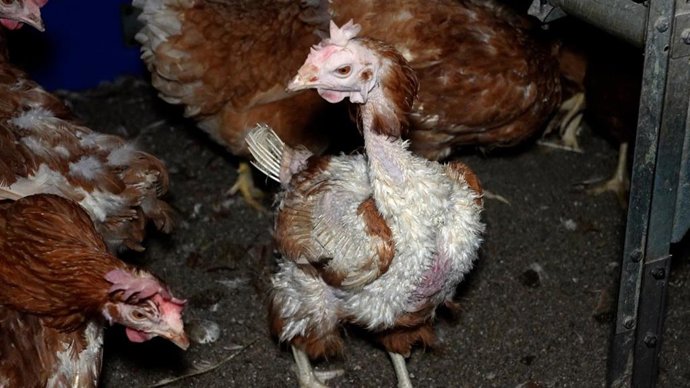 Imagen de una de las gallinas enfermas de la granja avícola de Manacor denunciada.