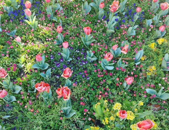 Archivo - Flores en San Sebastián