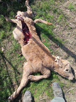ASAJA denuncia nuevos ataques de lobo con nueve animales muertos en una explotación de Ledesma (Salamanca)