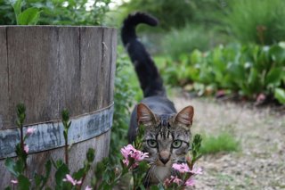 ¿Qué Significa Cuando Un Gato Te Saluda Con La Cola En El Aire?