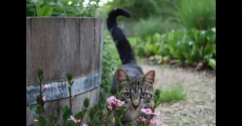 ¿Qué significa cuando un gato te saluda con la cola en el aire?