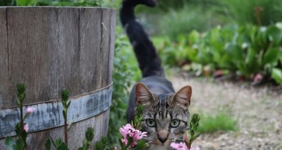 Curiosity