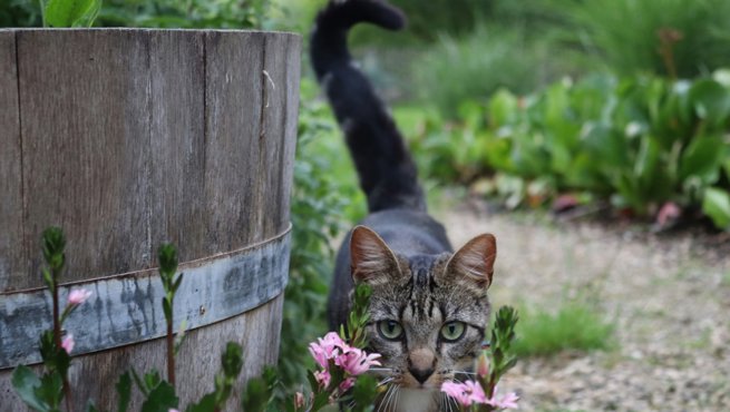 Curiosity